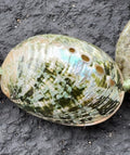 da Hawaiian Store Genuine Green Paua Abalone Shell Lei Necklace