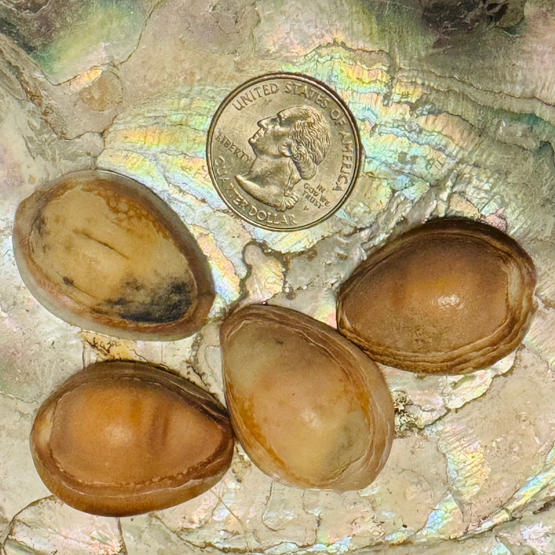 Snakeshead Cowry Shells