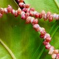 da Hawaiian Store Mongo Sea Shell Lei Necklace (Choose Color and Length)