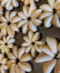 da Hawaiian Store Genuine Varied Size Cowrie Cowry  Shell Rosettes (select quantity)