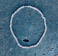 da Hawaiian Store Premium Quality Small Cone Puka Shell Choker Necklace 17" Length