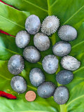 da Hawaiian Store Natural Loose Opihi Limpet Shells Handpicked in Maui Hawaii
