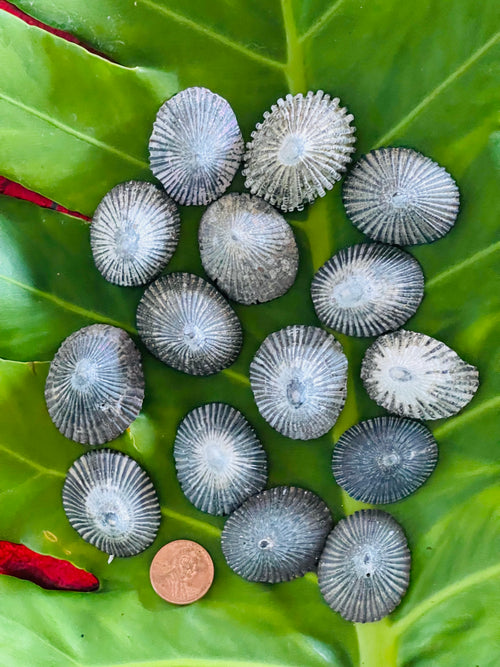 da Hawaiian Store Conchas de lapa Opihi sueltas naturales seleccionadas a mano en Maui Hawaii