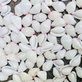 da Hawaiian Store 25 Genuine Calpurnus (Egg Shell Warty / Little Egg Cowry) Shells