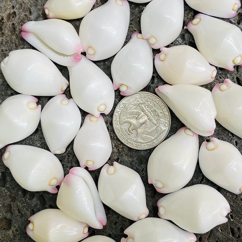 da Hawaiian Store 25 Genuine Calpurnus (Egg Shell Warty / Little Egg Cowry) Shells